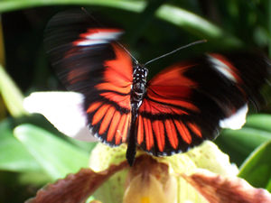 [butterfly+100_9862.jpg]
