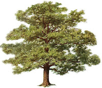 Eastham's 1651 Arboretum