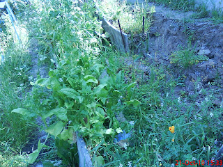 ..:HUERTO HIDROPÓNICO:..