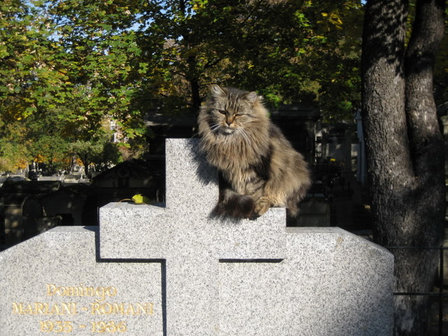 [Montmartre+Cemetery+Cats-1.JPG]