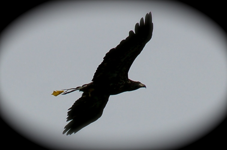 [eagle2.jpg]