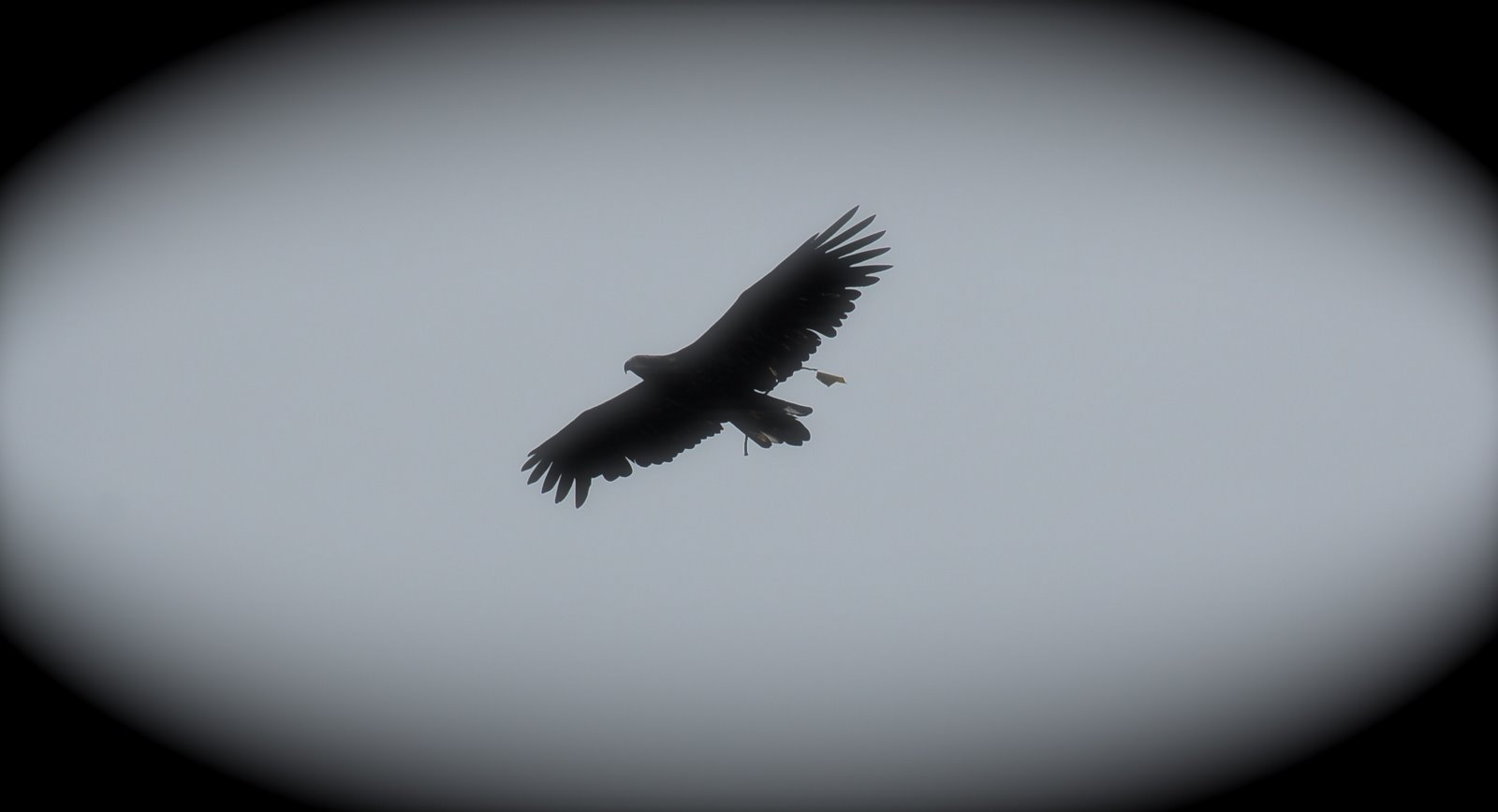 [eagle4.jpg]