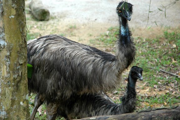 [Emu]
