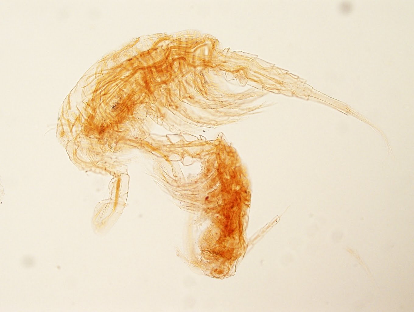 Creepy Dreadful Wonderful Parasites: January 20111360 x 1024