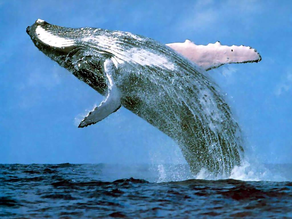 [whales_and_dolphins_csg011_humpback_whale.jpg]
