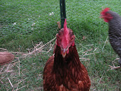 R.I.P. Kiki:  Top Hen