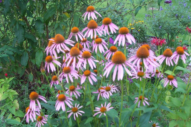 Coneflower Magnus