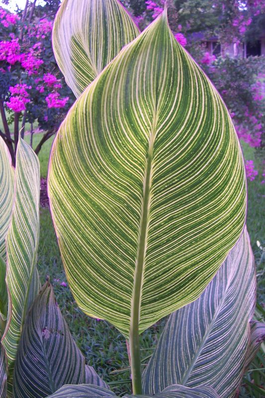 Bengal Tiger Canna