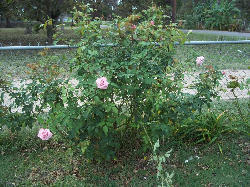 Organic Garden Dreams March 2017