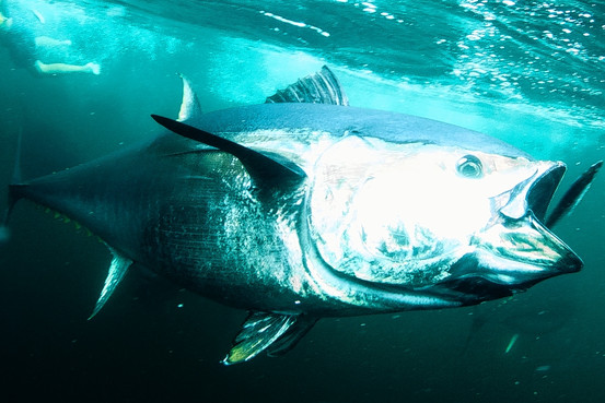 bluefin+tuna.jpg