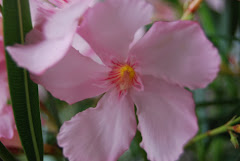 Nerium oleander.