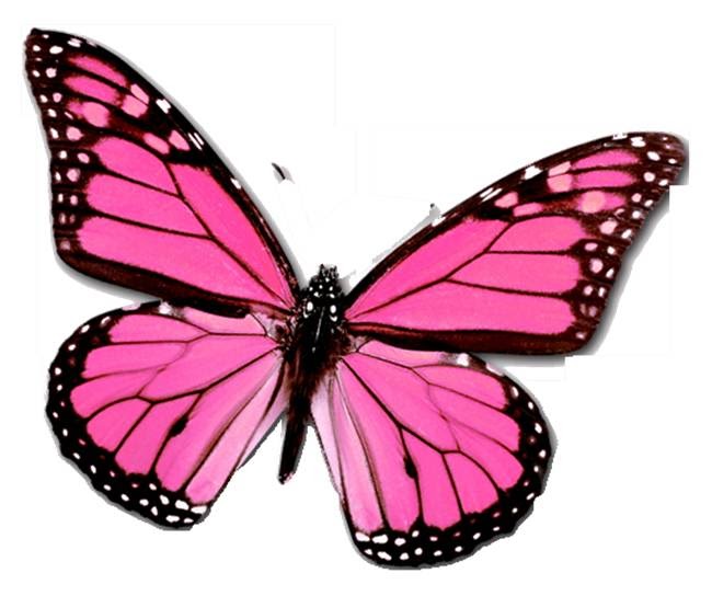 Beauty Butterfly Pink Butterfly