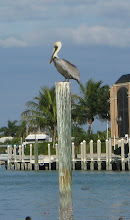 (2) Pelicans were out in full force...