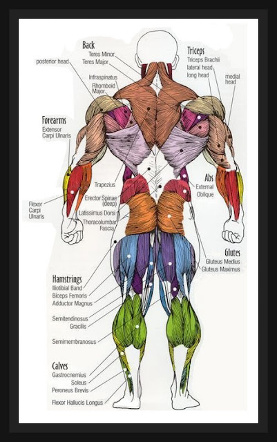 Fat Loss, Building Muscle & Staying Fit: Human Anatomy Diagram