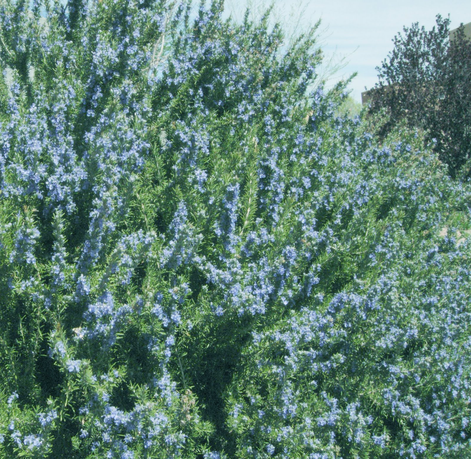 Flowering Rosemary