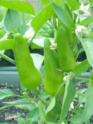 fresno chili