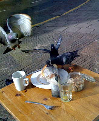 fighting pigeons at the curved angel