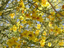 A TINY BEE IS IN THIS TREE - HEY, IT RHYMES...