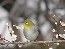 BIRDS, BEES, AND BLOSSOMS - EVERY TUESDAY