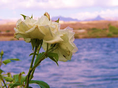 A special ROSE has helped me to do a better job on showing you my family's slide-show.