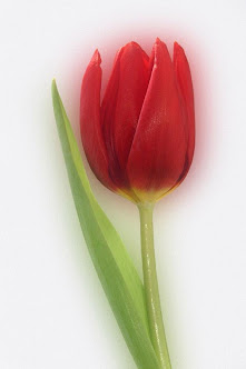 Tulip