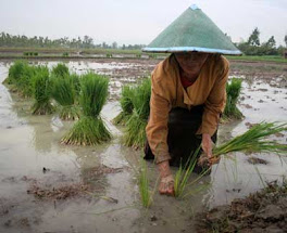 Selamatkan Petani Lokal