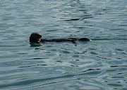 An otter visitor