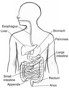 Difference Between the Small and Large Intestines | Common Digestive