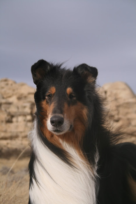 ONE COLLIE