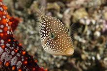 Puffer Fish