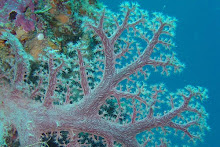 Soft Coral in Pohnpei, Federated States of Micronesia