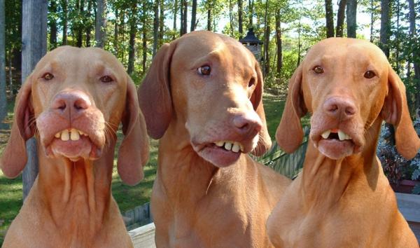 Tennessee Bird Dog