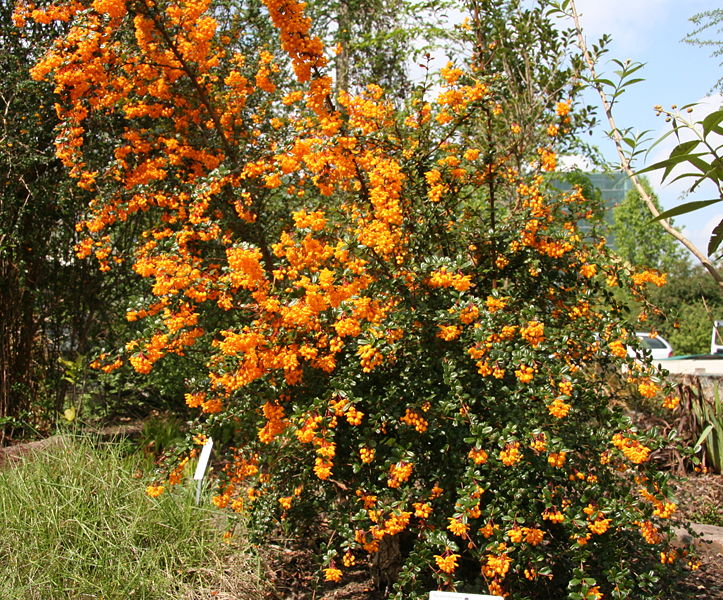 Le Douaire Ile De Vivre Tout Savoir Sur Le Berberis Darwinii