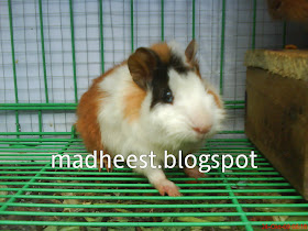 Toko Kandang Hamster Oktober 2009