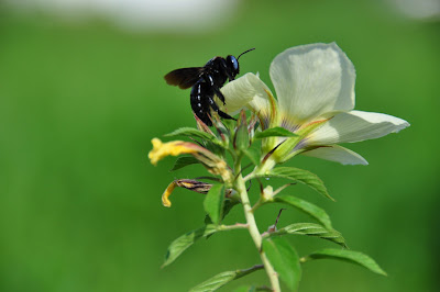 Blue Eyed Hornet