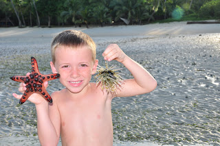 Star Fish and Sea Urchin