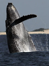 BALLENA FRANCA AUSTRAL