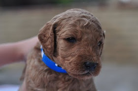 Faithful Doodles Harper Ace S 7 Week Old F1 English