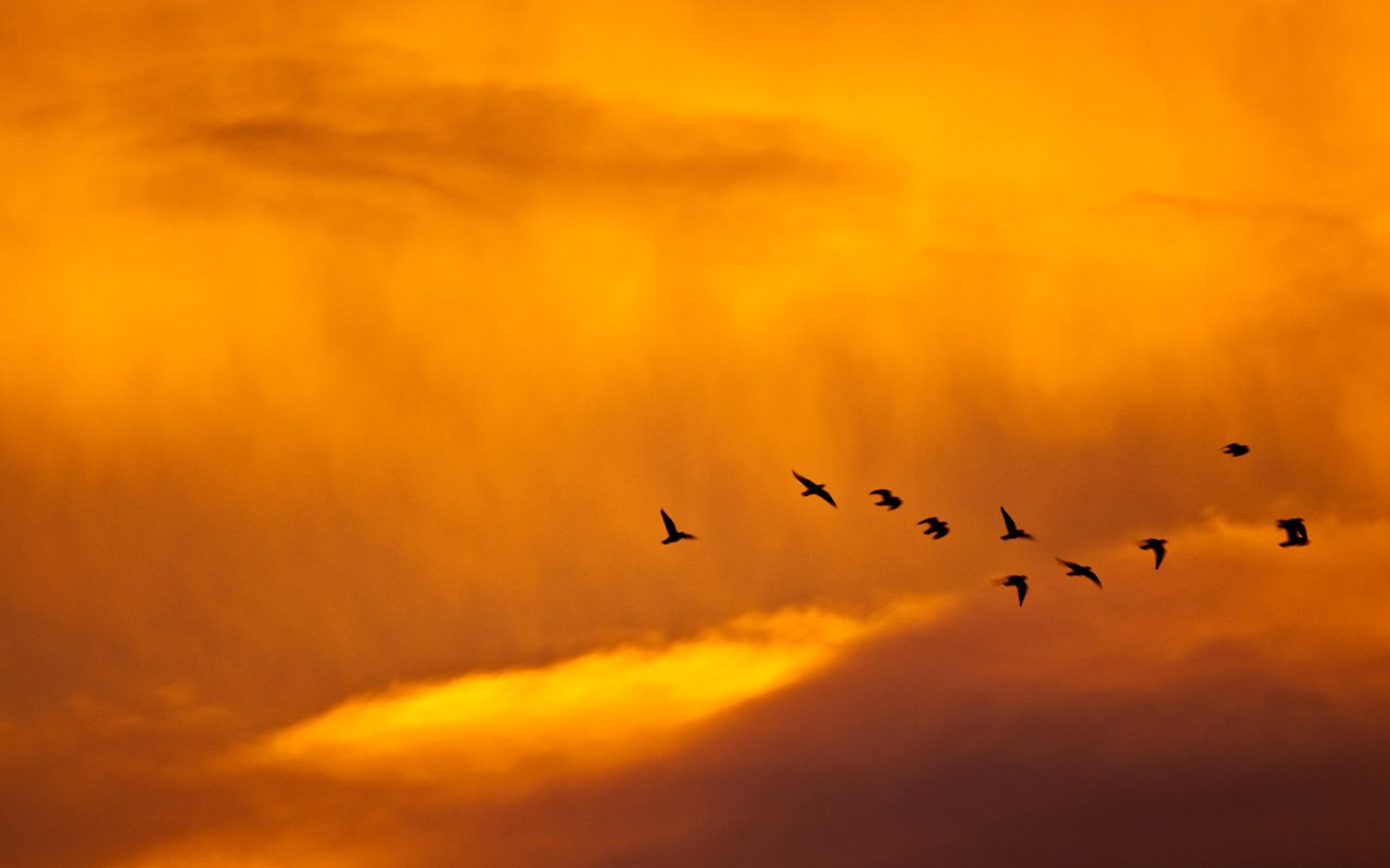 [01680_sunsetandbirds_1280x800.jpg]