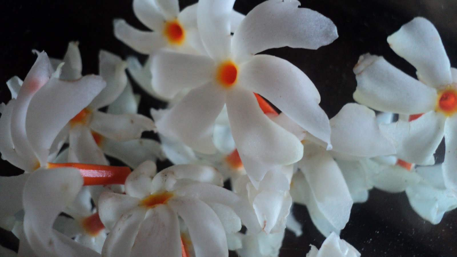 Nature: Flowers of Bangladesh.