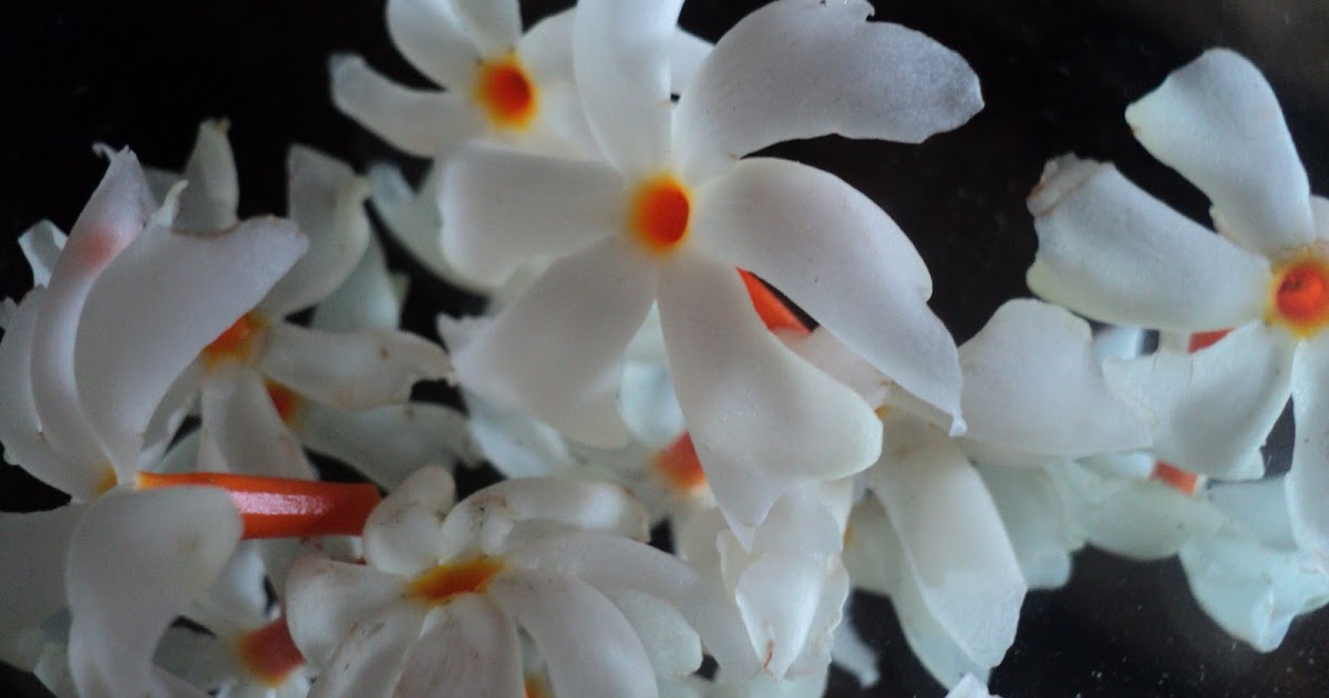 Nature Flowers of Bangladesh.