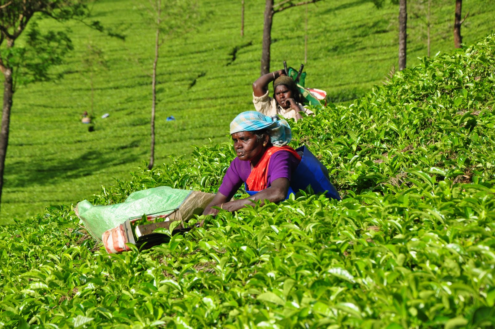 Tea picking lady Lady, Tea, Sports