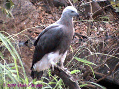 Grey-headed Fish Eagle