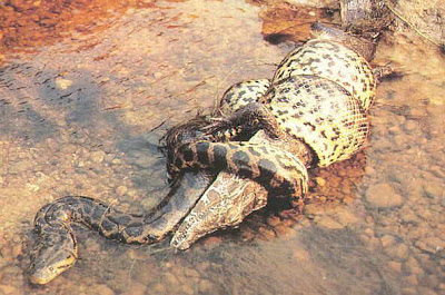 Anaconda VS Crocodilo do nilo Anaconda+verde