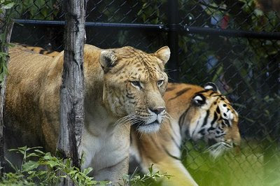 http://1.bp.blogspot.com/_GHnh3ILnSo4/Skf0IJwTCHI/AAAAAAAAAlU/tu5b00kMCCw/s400/liger.jpg