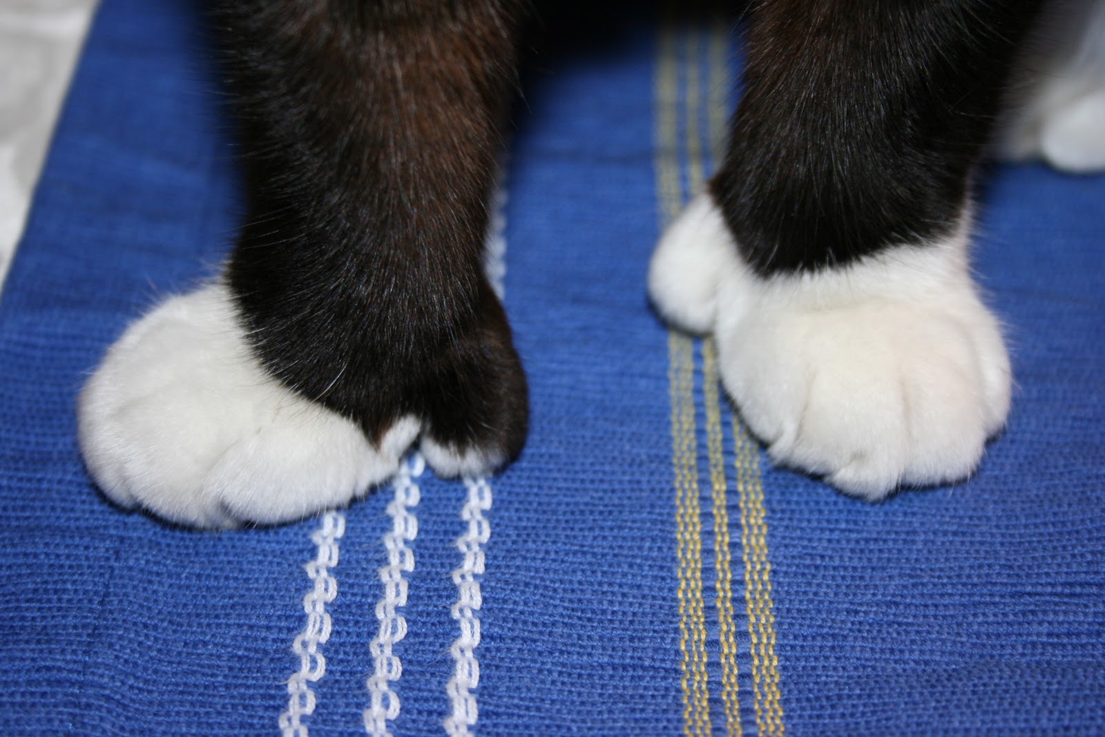 A Scratch Behind the Ears (and other nice things) Cat Toe Chronicles