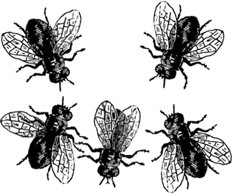 [mosca-x.gif]