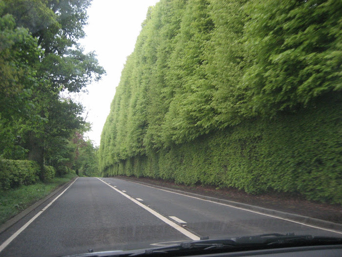 Scotland Hedgerow