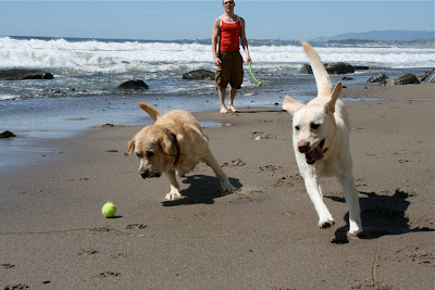 Labrador beach fun