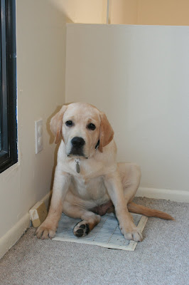 Cooling off on the air vent